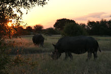 Walking with rhinoceros