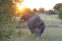 Walking with rhinoceros