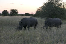 Walking with rhinoceros