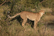 Cheetah