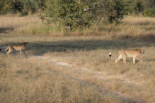 Cheetah