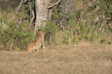 Cheetah