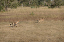 Cheetah