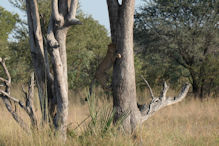 Cheetah 'climbing' a tree