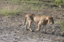 A pride of sub-adult lions