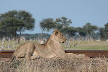 A pride of sub-adult lions