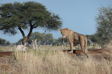 A pride of sub-adult lions