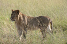 A pride of sub-adult lions