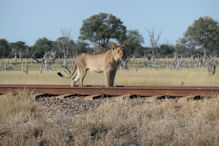 A pride of sub-adult lions