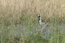 black and white bird