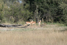 impala