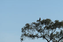 broen snake eagle