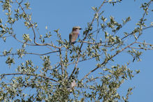 lilac chested bird