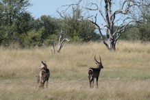 water buck