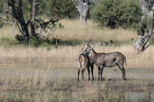 water buck