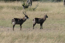 water buck