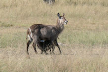 water buck