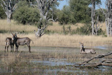 water buck