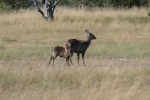 water buck