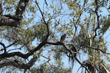 lizard buzzard