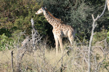 giraffe