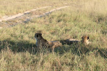 brotherly cheetahs