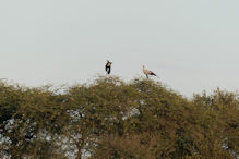 secretary bird