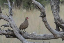 red-billed spurfowl