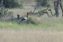 Saddle-billed stork