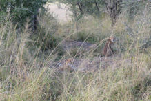 cheetahs after a successful hunt