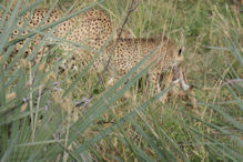 cheetahs after a successful hunt