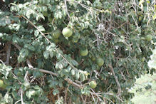 homestead fruit tree