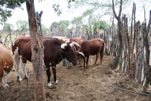 homestead cattle pen