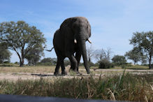 Elephant from hide near water source