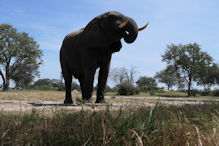 Elephant from hide near water source