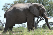 Elephant from hide near water source