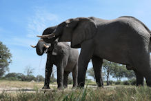 Elephant from hide near water source