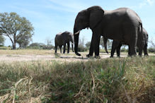 Elephant from hide near water source