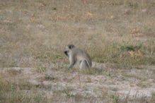 monkeys with long tails