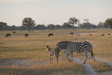 zebra with foal