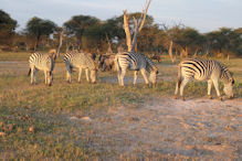 zebra and wilderbeast