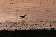 sunset over water hole with stilt