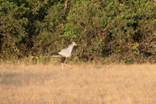 Secretary bird