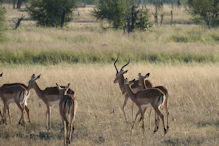 impala