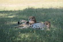 two well filled cheetah