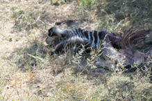 remains of cheetah kill