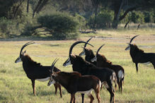 sable antelopes confronting cheetah