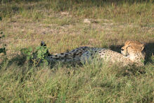 well fed cheetah resting