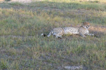 well fed cheetah resting