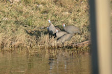 guinea fowl by the Chobe river